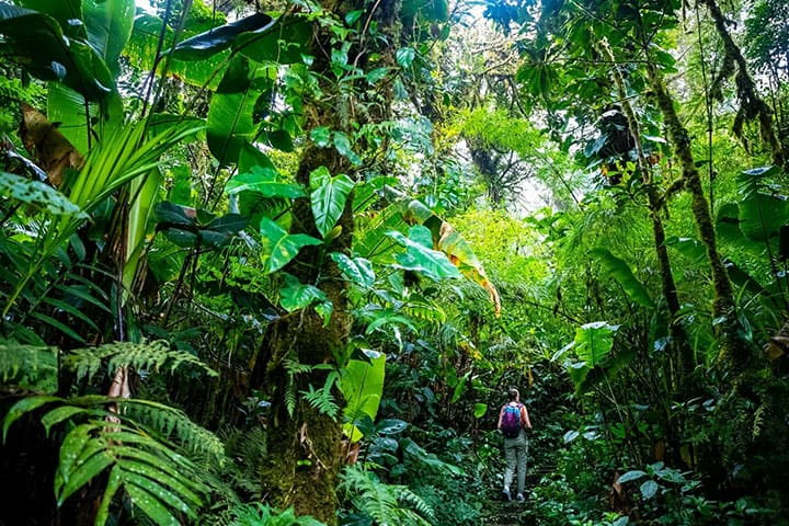 Costa Rica Nebelwald