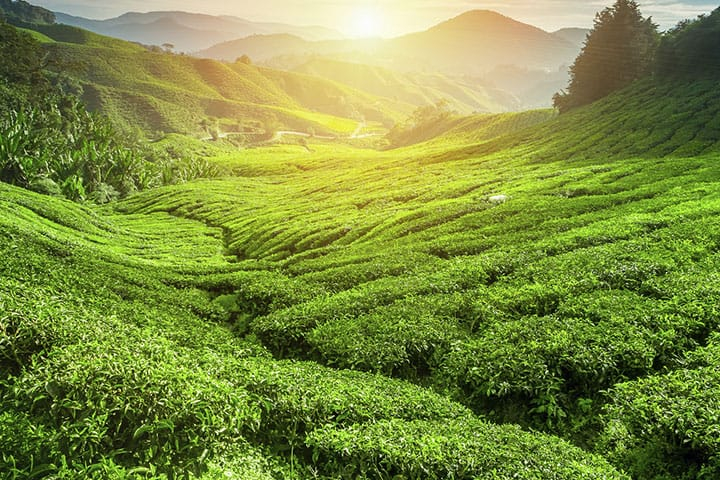 Sri Lanka Rundreise Teeplantagen