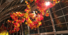 seattle chihuly-3