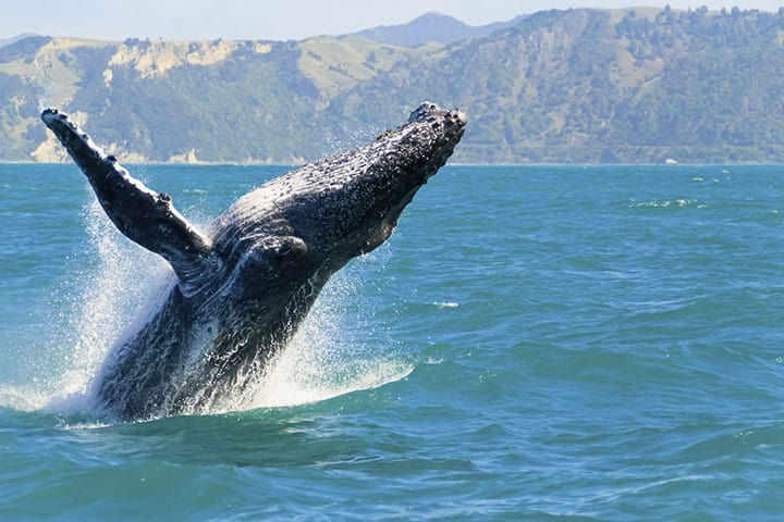 Australien Rundreise Wal