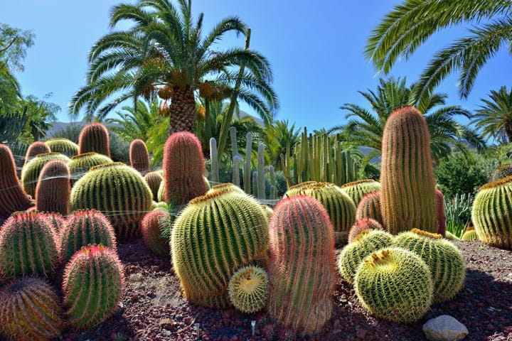 Kaktus Garten