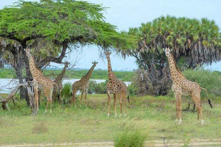 Tansania Sansibar Safari