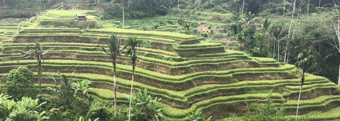 Bali Natur – Reisterrassen, Wasserfälle und mehr